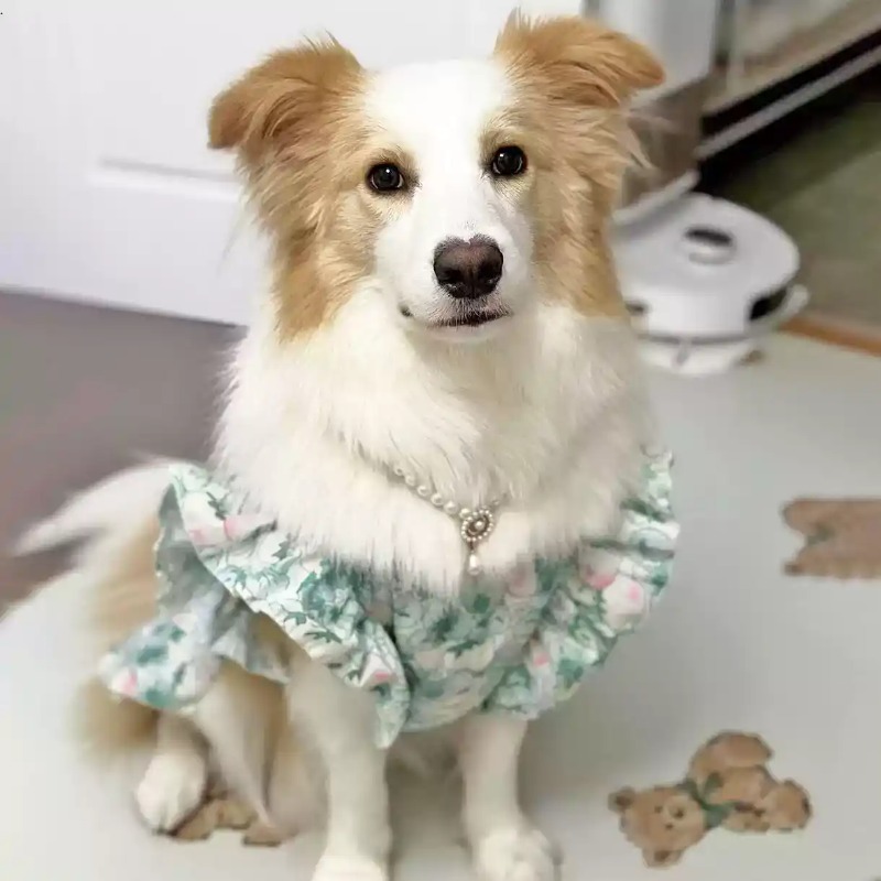 애완동물 의류 봄과 여름 귀여운 중형 및 대형견 의류  - Summer Dog Clothing 리뷰 및 가격